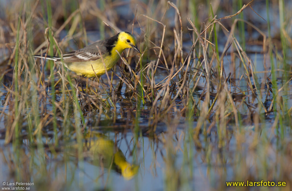 Citrine Wagtail