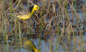 Citrine Wagtail