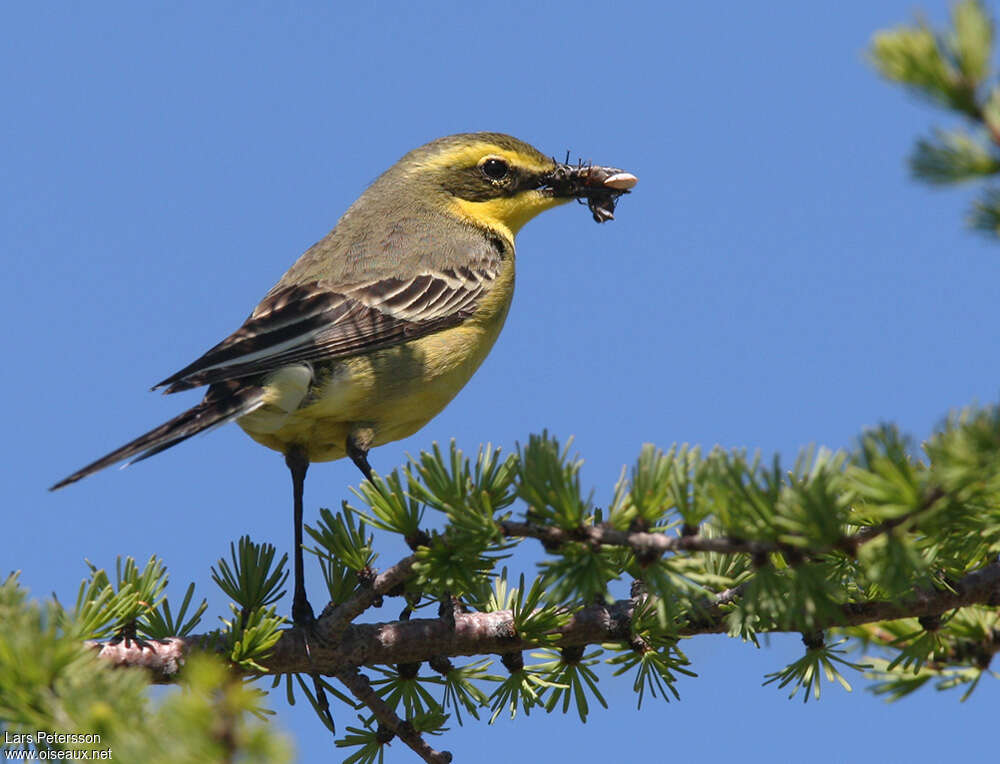 Eastern Yellow Wagtail female adult, identification