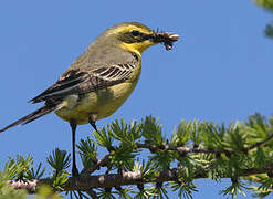 Eastern Yellow Wagtail