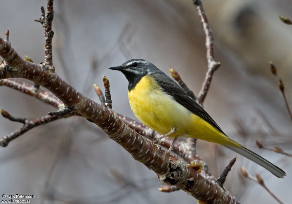 Grey Wagtail