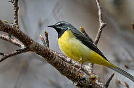 Grey Wagtail