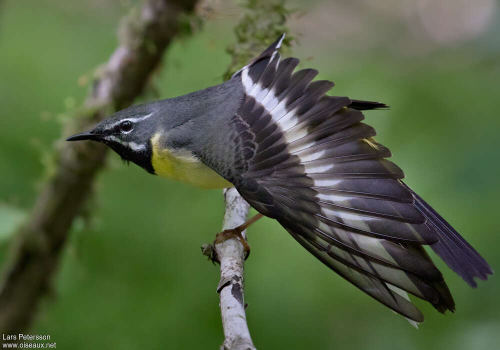 Grey Wagtail male adult breeding, aspect, pigmentation