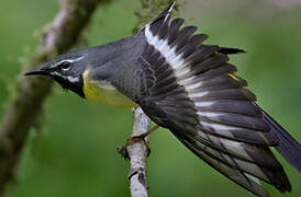 Grey Wagtail