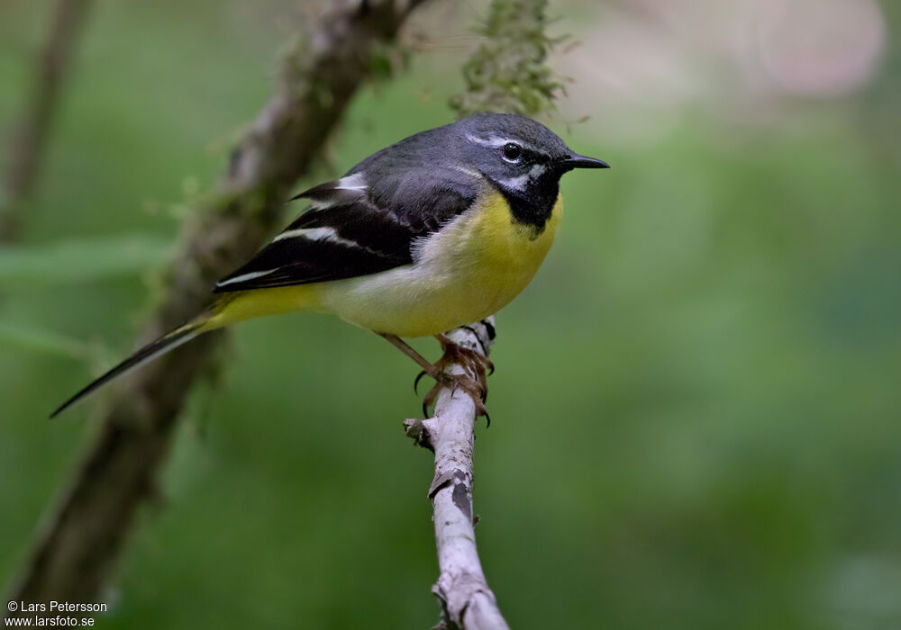 Grey Wagtail