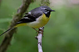 Grey Wagtail