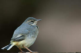 Grey Wagtail