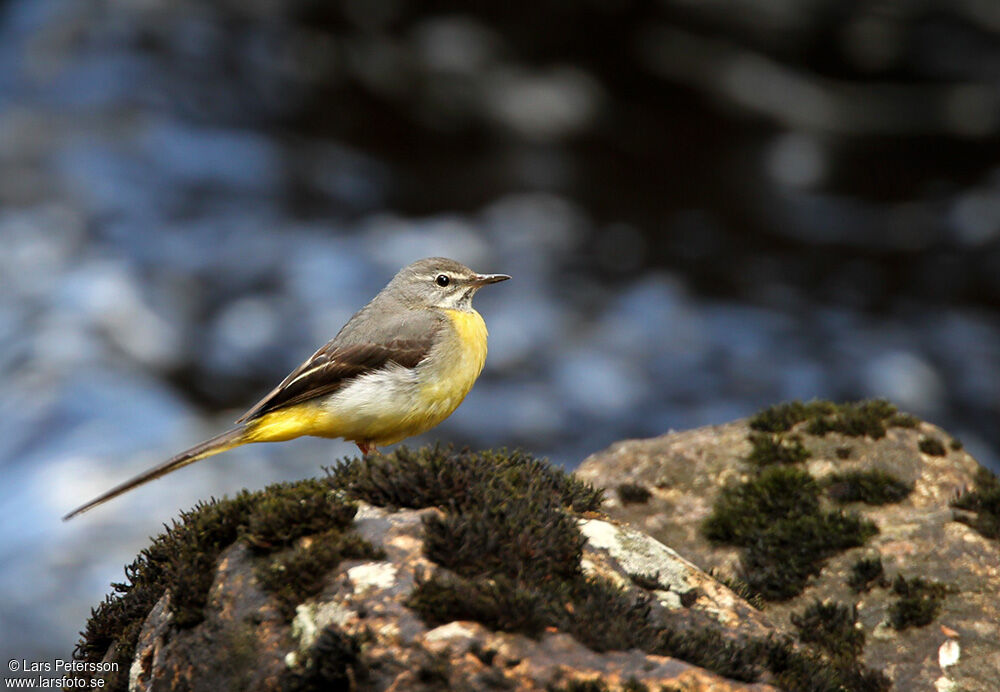 Grey Wagtail