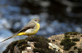 Grey Wagtail