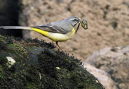 Grey Wagtail