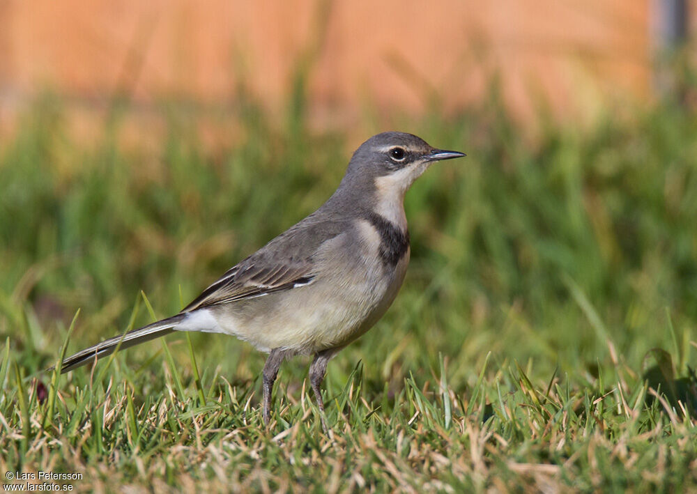 Cape Wagtail