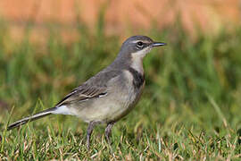 Cape Wagtail