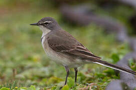 Cape Wagtail