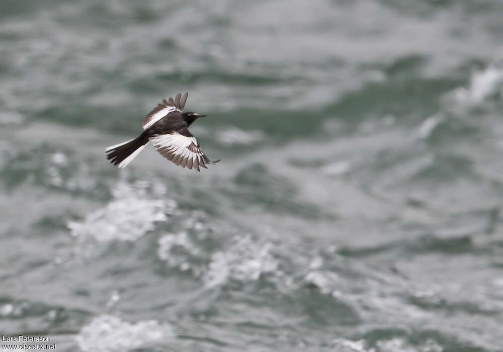 Japanese Wagtailadult