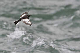 Japanese Wagtail