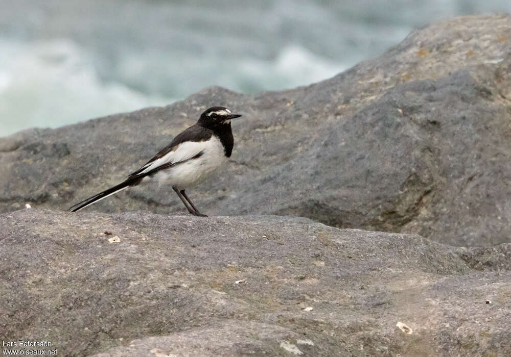 Bergeronnette du Japonadulte, habitat