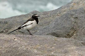 Japanese Wagtail