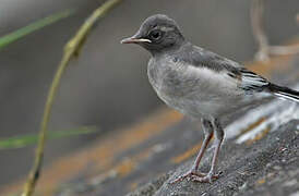 Japanese Wagtail