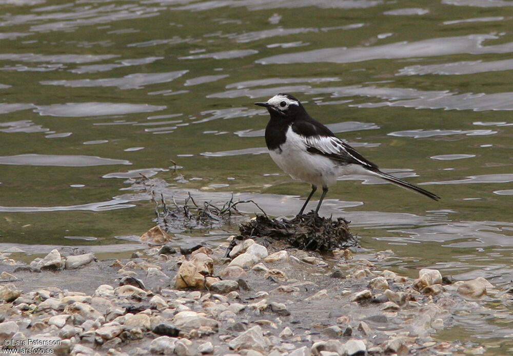 White Wagtail