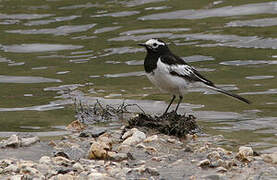 White Wagtail