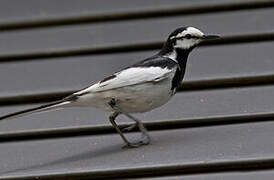 White Wagtail