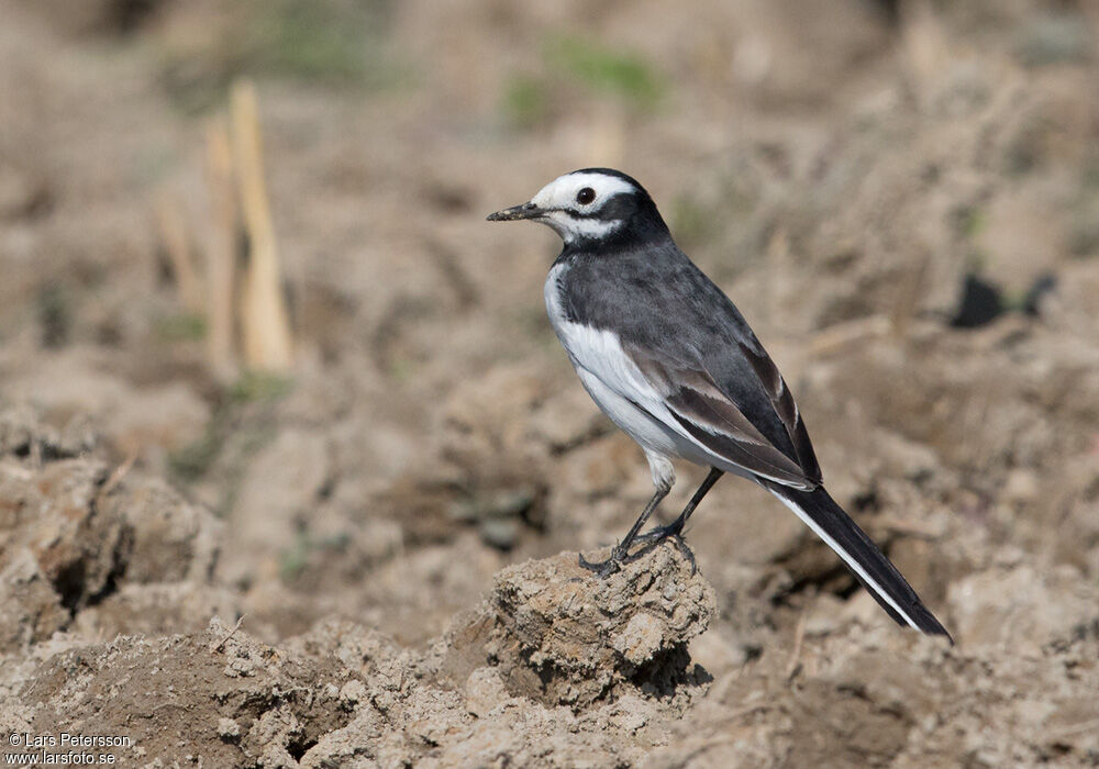 White Wagtail