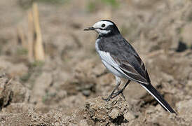 White Wagtail