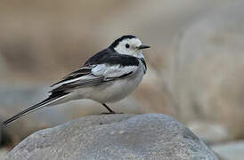 White Wagtail