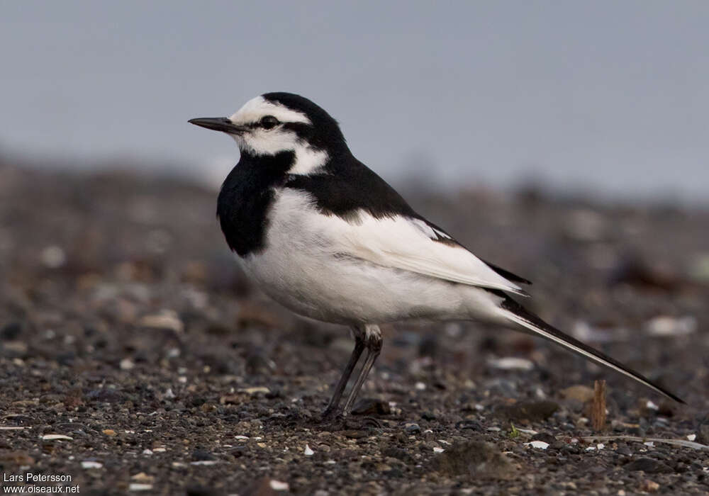 White Wagtail