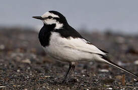 White Wagtail