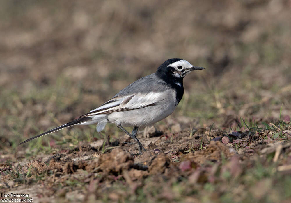 White Wagtail