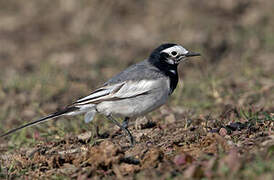 White Wagtail