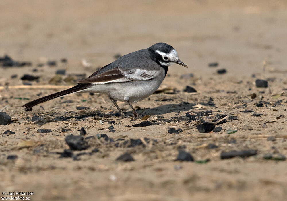 White Wagtail