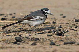 White Wagtail