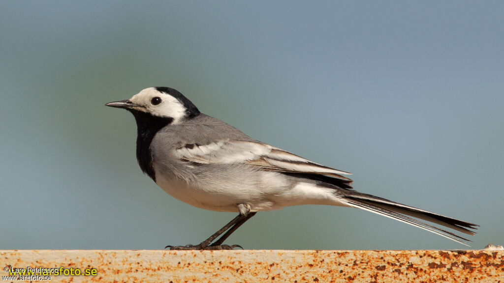 White Wagtail