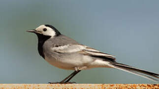 White Wagtail