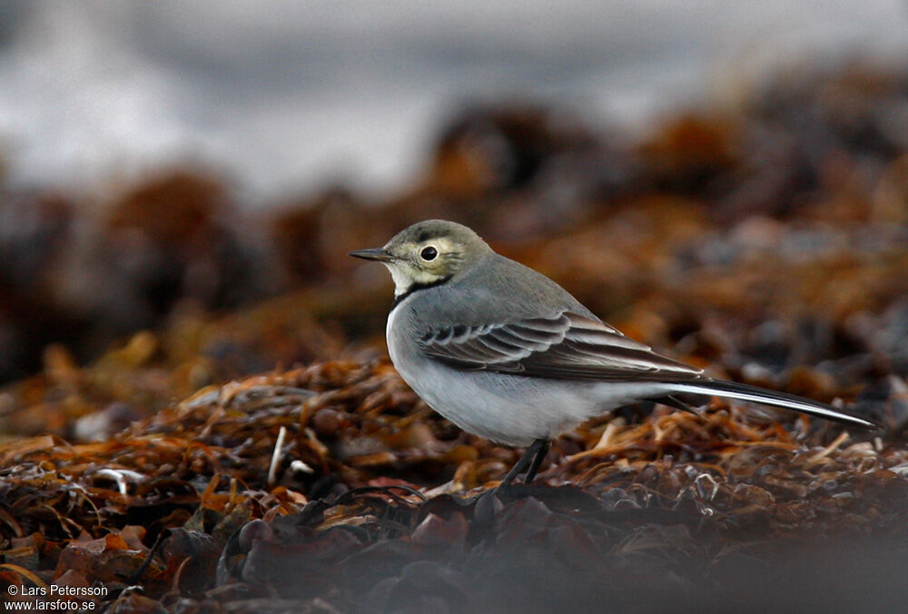 White Wagtail