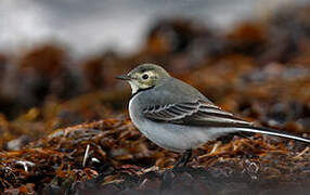 White Wagtail