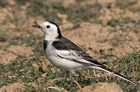 White Wagtail