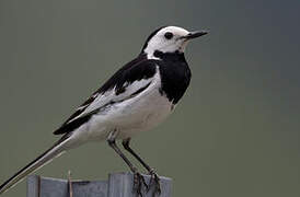 White Wagtail