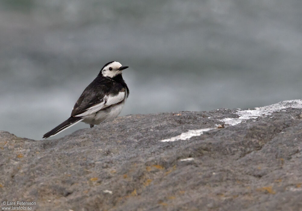 White Wagtail