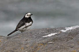 White Wagtail