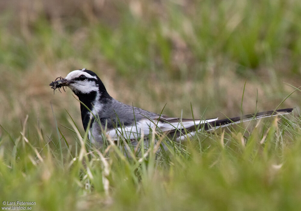 White Wagtail