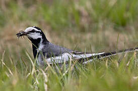 White Wagtail