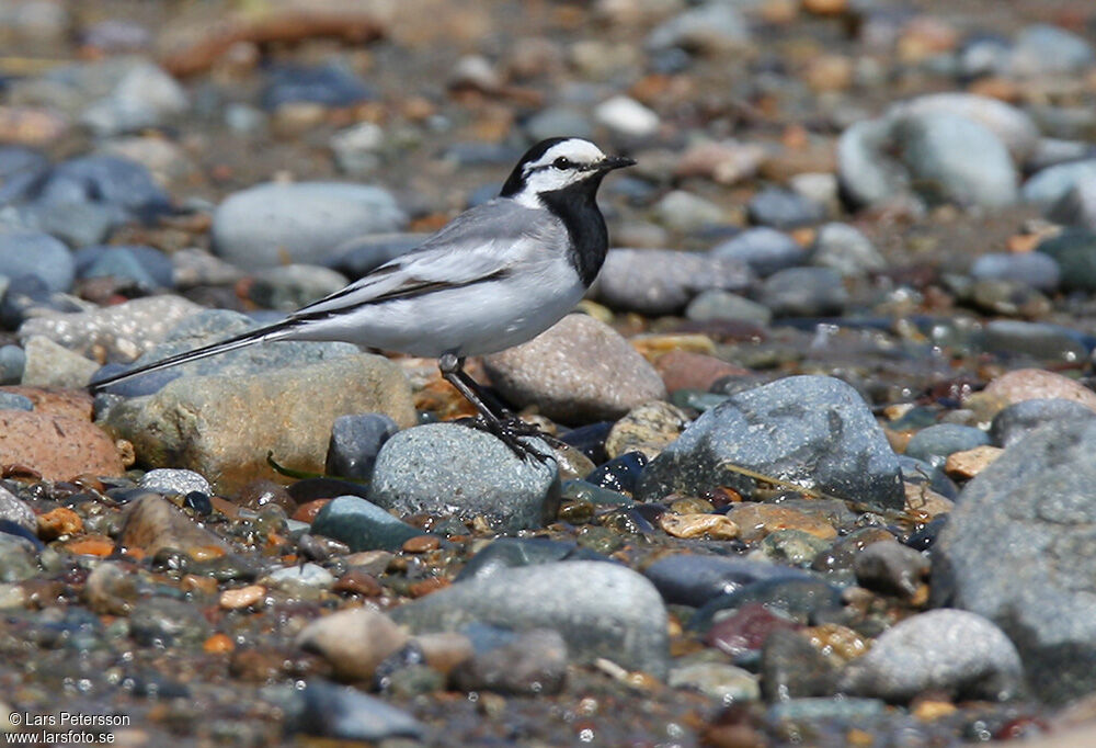 White Wagtail