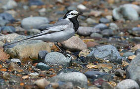 White Wagtail