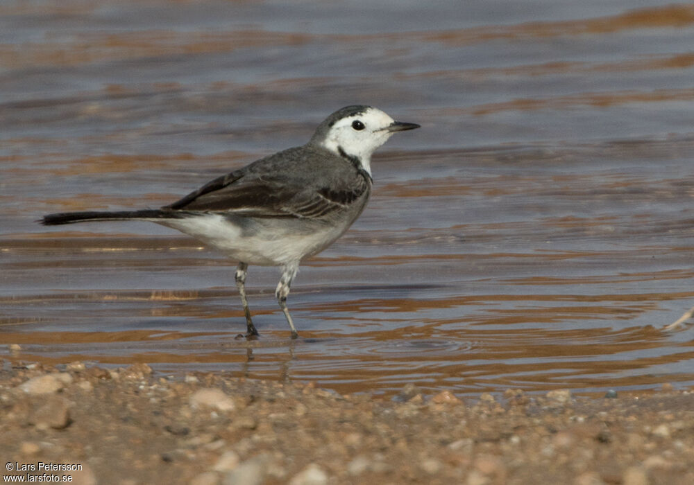 White Wagtail