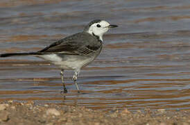 White Wagtail