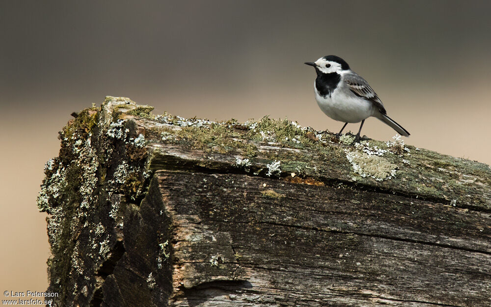 White Wagtail