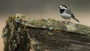 White Wagtail